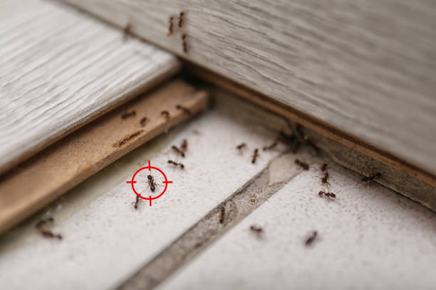 Best Insect Control  in Aberdeen, NC