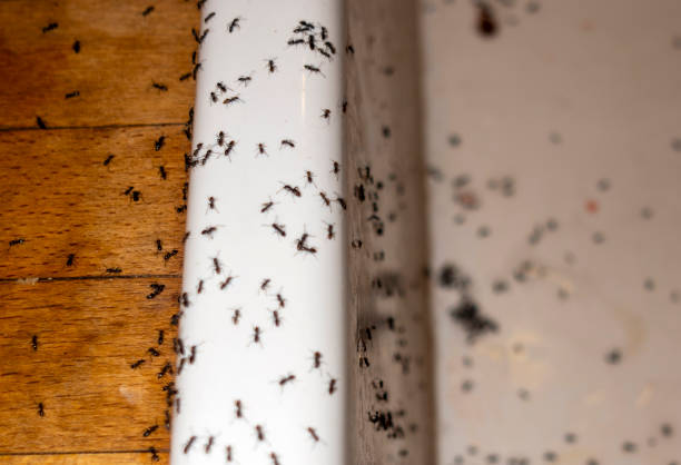 Best Spider Control Near Me  in Aberdeen, NC