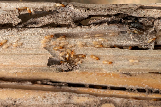 Best Exterminator Services  in Aberdeen, NC